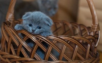 Vorsicht: Scottish Fold-Katzen sind Qualzucht!