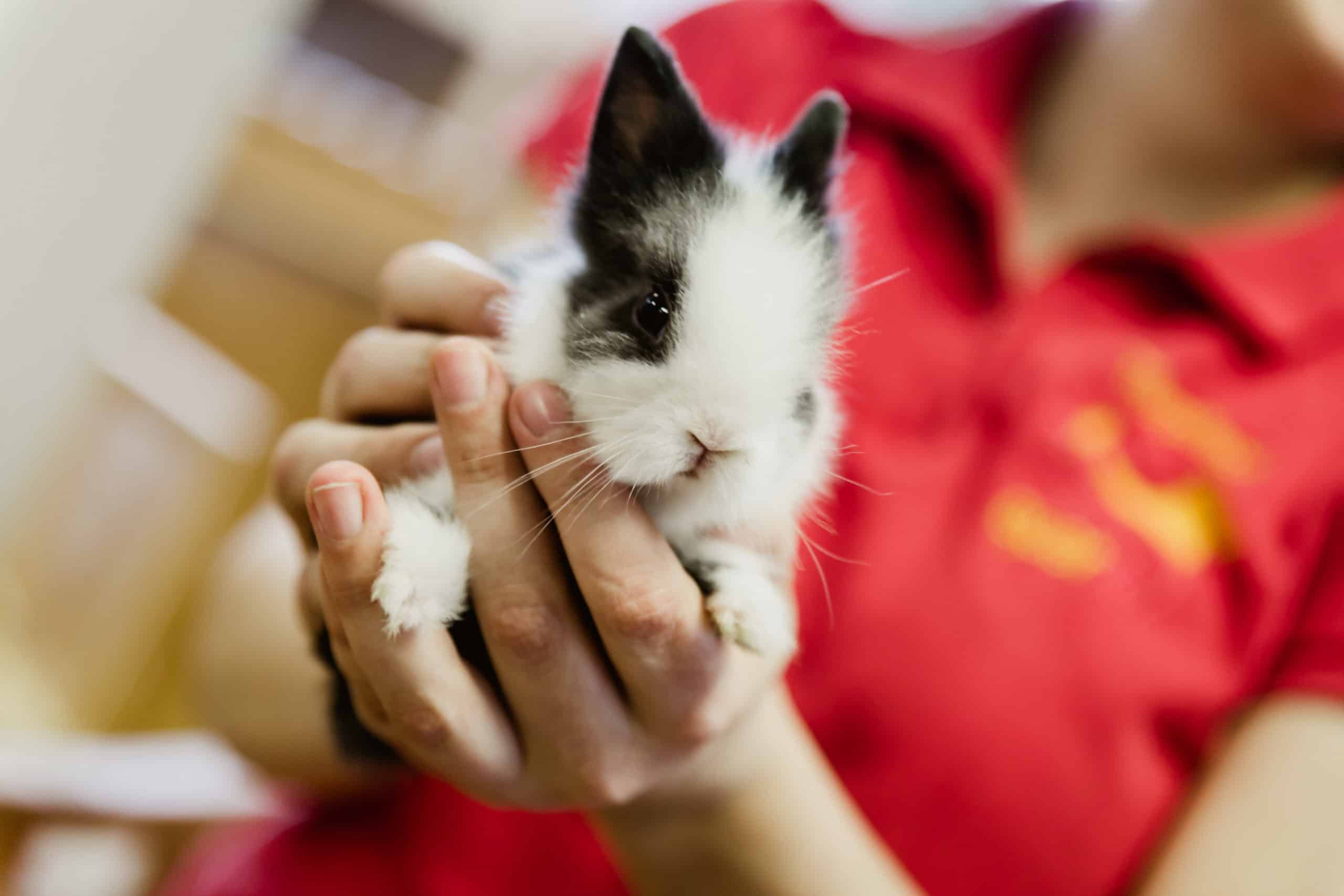 informationen-ber-die-haltung-von-kaninchen-tierquartier-wien