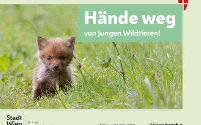 Hände weg von jungen Wildtieren!