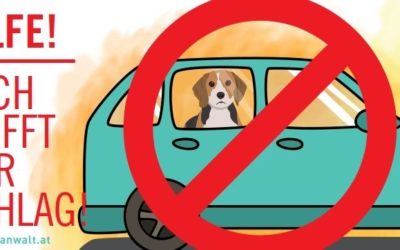 Oft unterschätzt: Hund im Auto = Hitzschlag-Gefahr