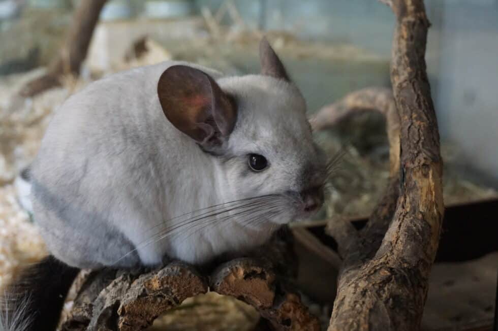 Chinchillas - TierQuarTier Wien