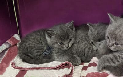 Illegaler Welpenhandel: 6 Kitten am Hauptbahnhof abgenommen!