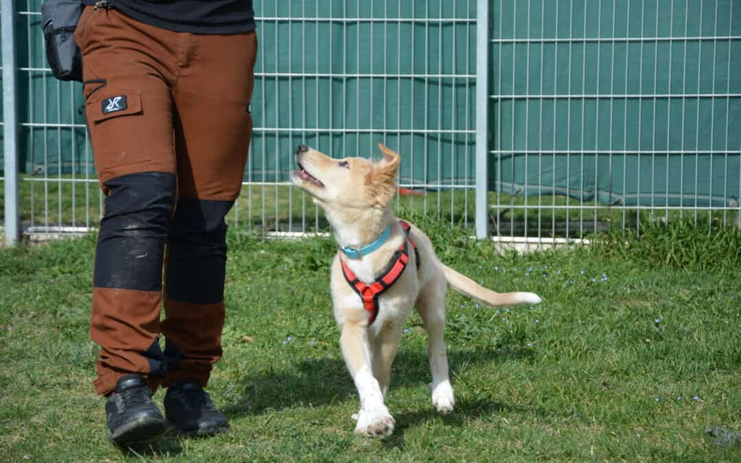 Hundeabgabe entfällt bei Adoption von TQT-Hunden