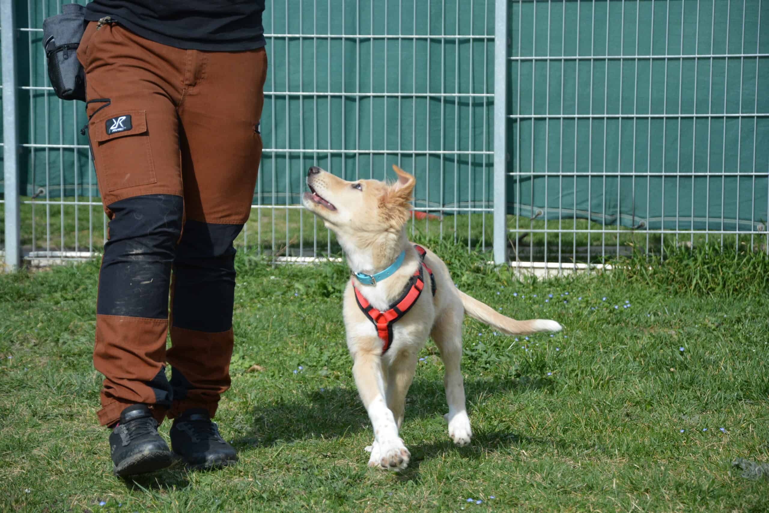 tierquartier-wien-katze-streicheln