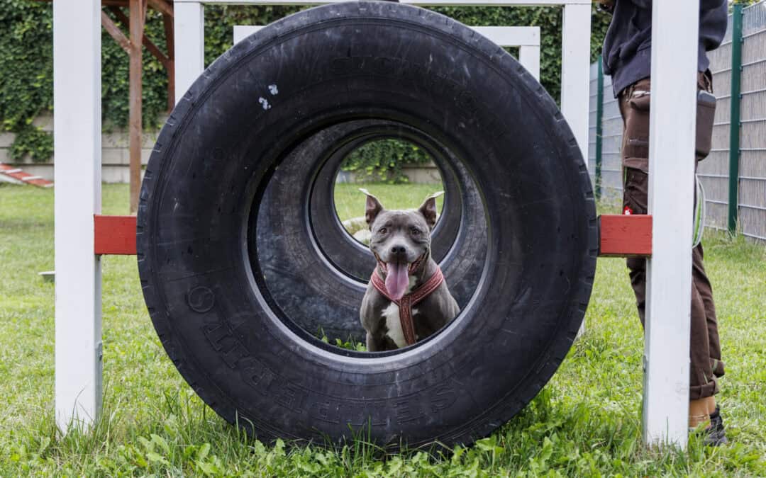 Welthundetag: 131 Hunde im TierQuarTier Wien warten auf ein neues Zuhause