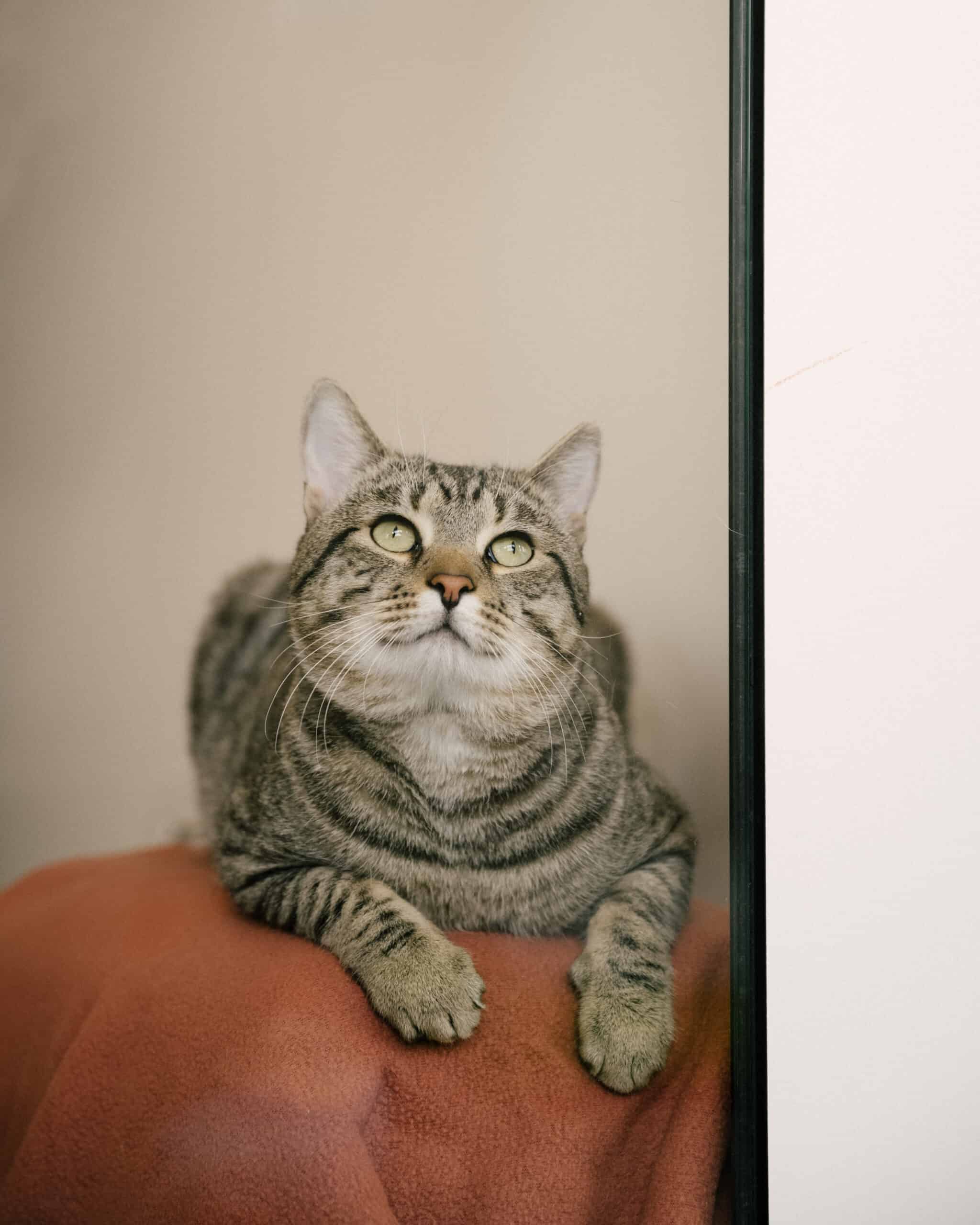 Eine Katze sitzt auf einem Sessel.