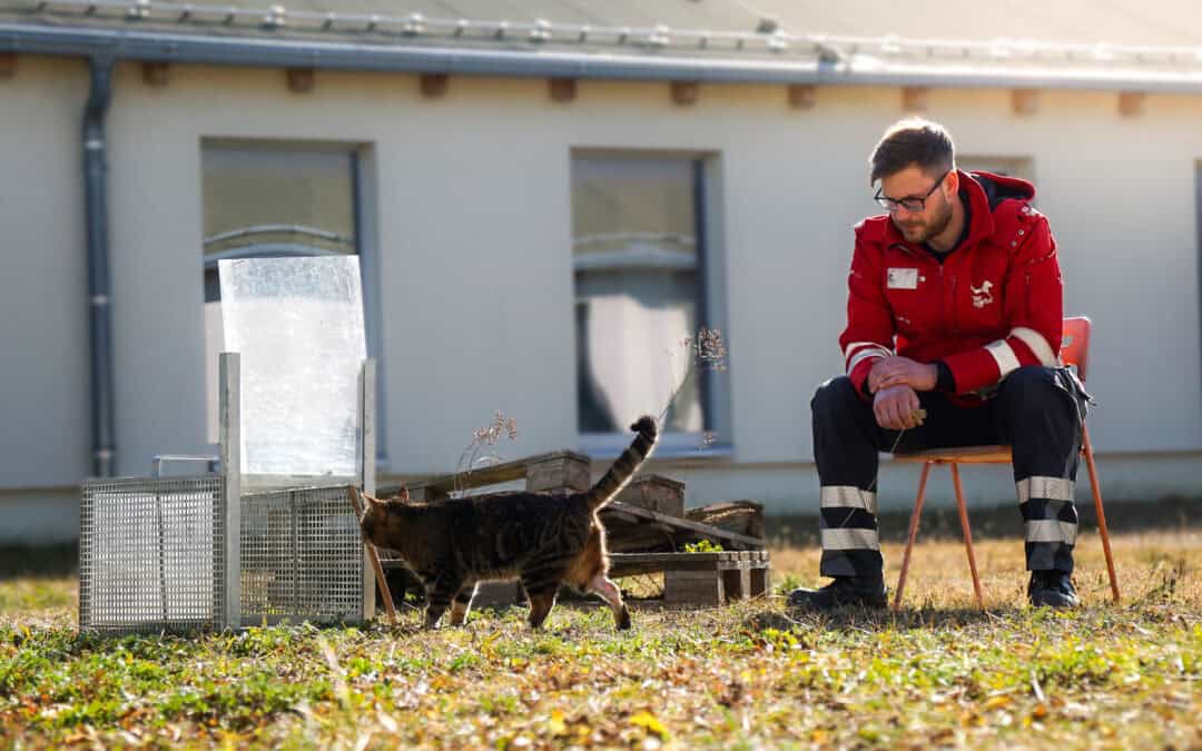 TierQuarTier übernimmt das Streunerkatzenprojekt der Stadt Wien