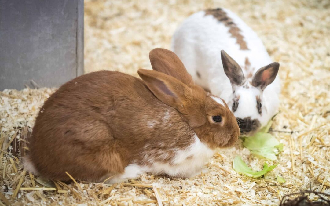 190514_CH_H6380© Christian Houdek fürs TierQuarTier Wien