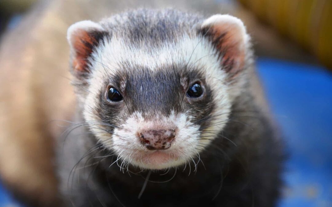 ferret-361577_1920